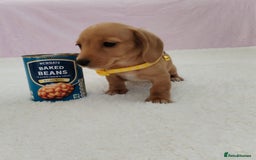 Miniature Dachshund dogs for sale: MINI DACHSHUND CREAM PRA CLEAR - Image 28