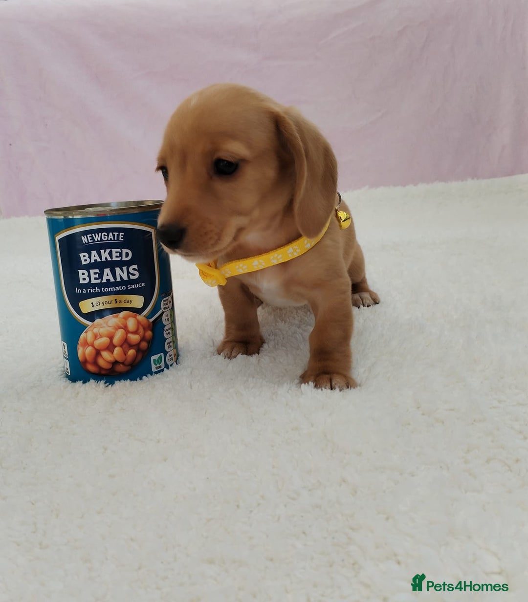 Miniature Dachshund dogs for sale: MINI DACHSHUND CREAM PRA CLEAR - Image 28