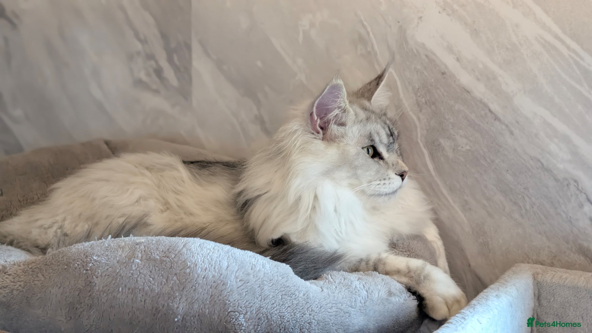 Maine Coon cats for stud: Stud service  - Advert 2