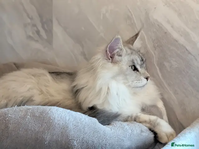 Maine Coon cats for stud: Stud service - Advert 2