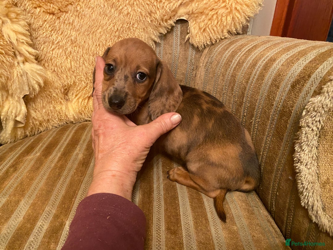 Miniature Dachshund dogs for sale: MINIATURE DACHSHUND PUPPIES  - Advert 19