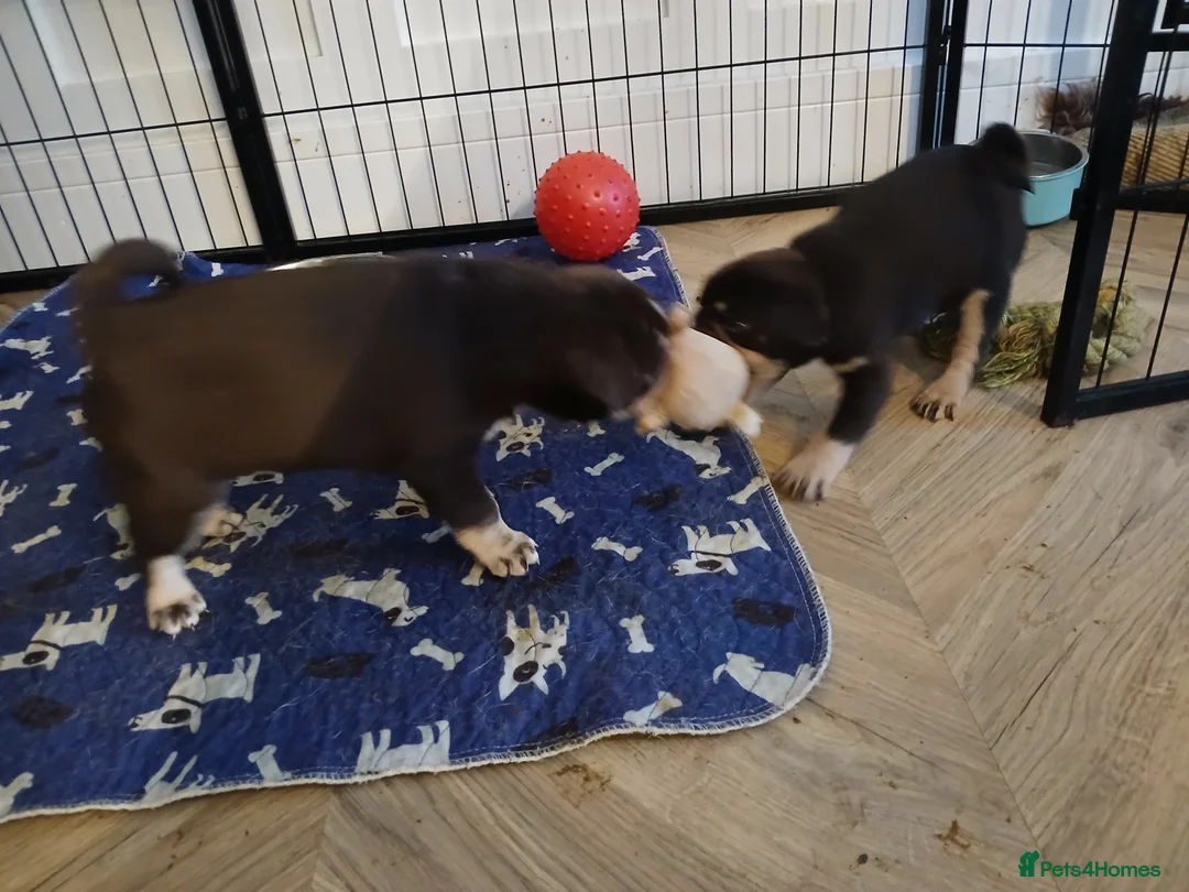 Pug dogs for sale: Chocolate kc registered pug puppies - Advert 3