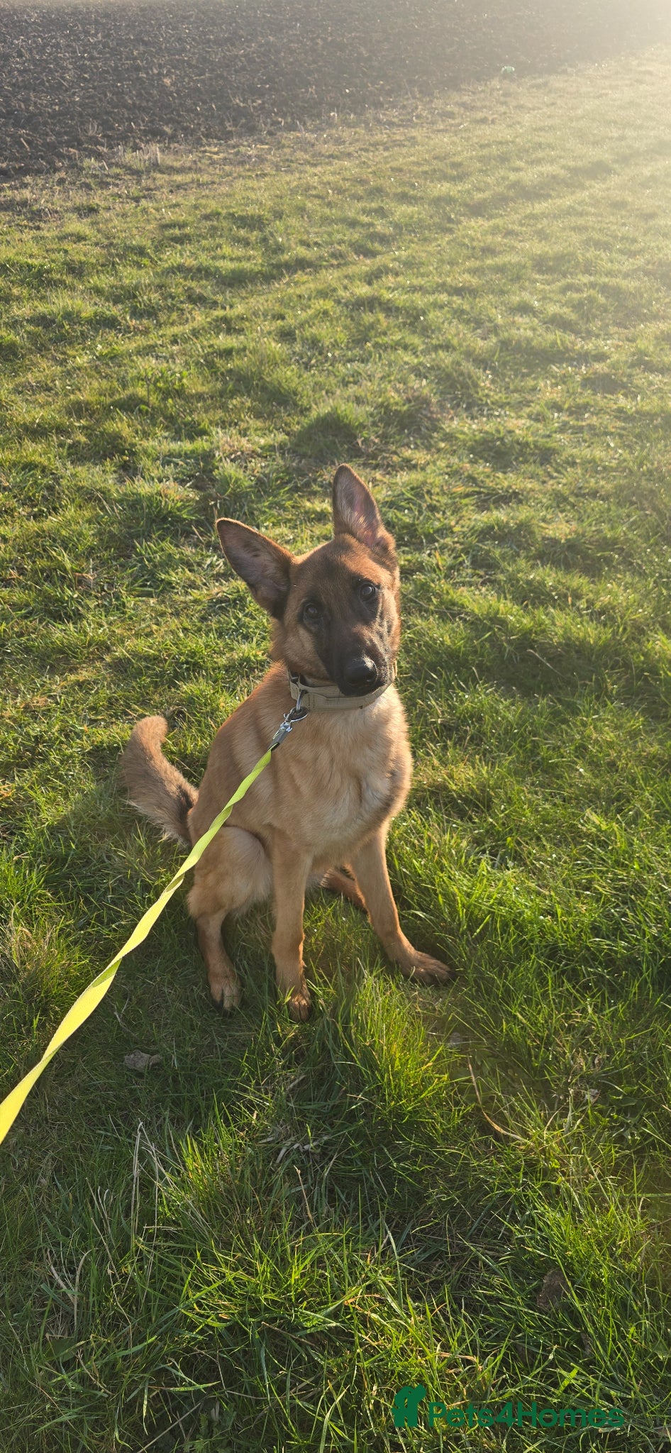 Mixed Breed dogs Trixi - Advert 1