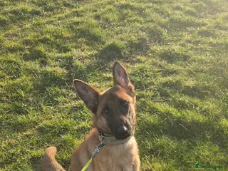 Mixed Breed dogs Trixi - Advert 1