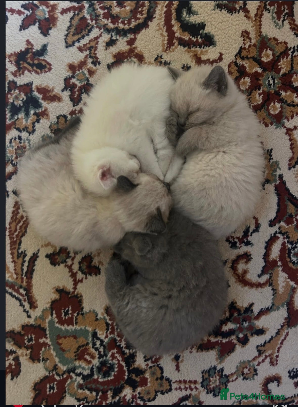 Mixed Breed cats for sale: Lovely British and Scottish short hair kittens in Wigston - Advert 1