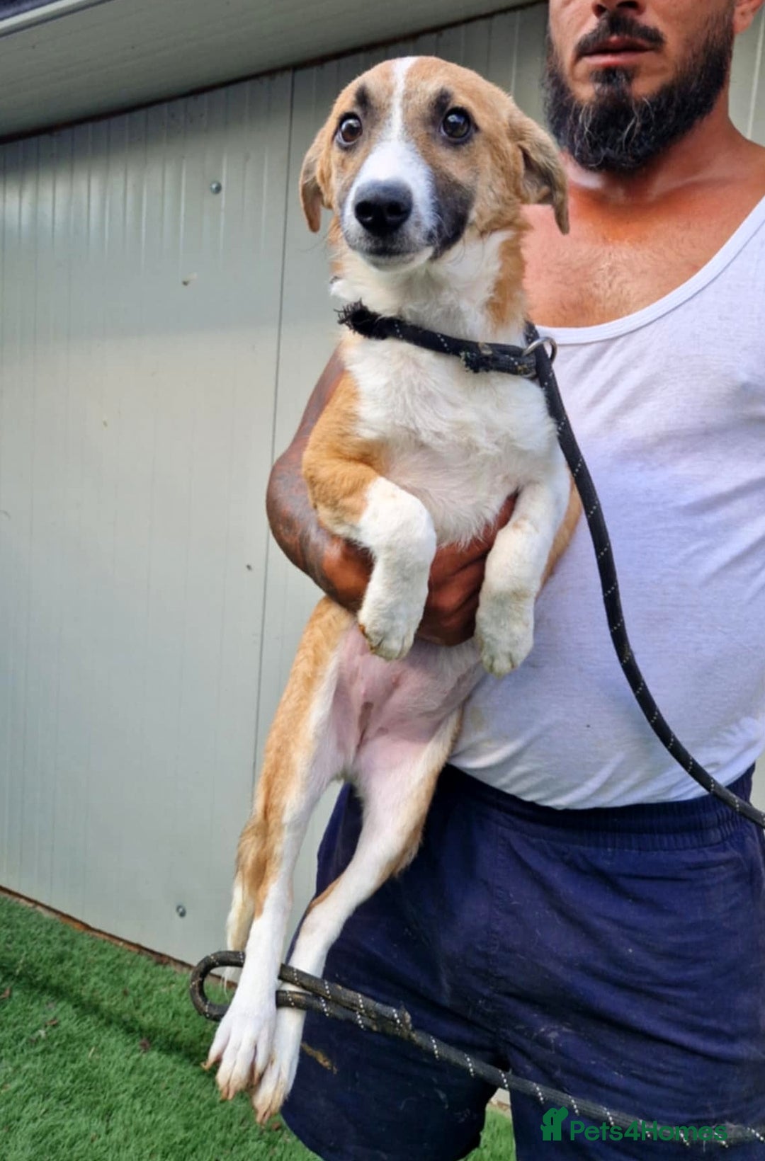 Mixed Breed dogs for adoption: 🐾 Rosie – the gentle girl everyone overlooks ❤️ - Advert 3