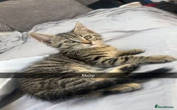 Mixed Breed cats for sale: 3 kittens urgently looking for new home  - Image 31