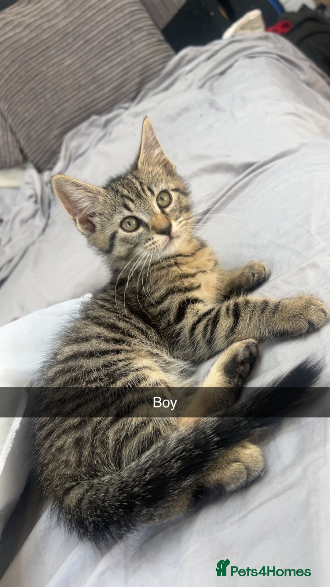 Mixed Breed cats for sale: 3 kittens urgently looking for new home  - Image 31