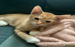 Mixed Breed cats for sale: Kittens for sale - Image 8