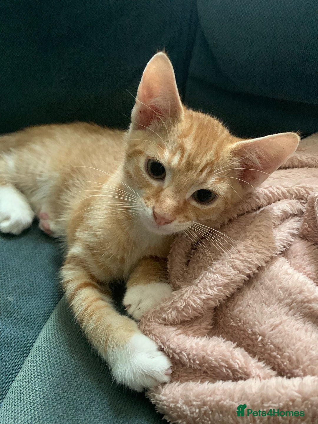 Mixed Breed cats for sale: Kittens for sale - Image 8