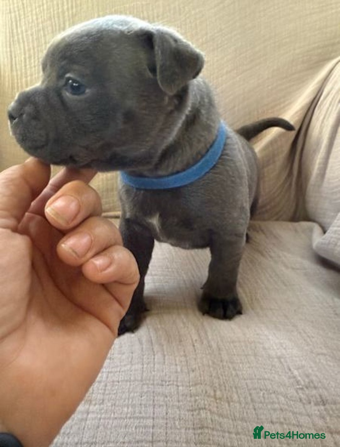 Staffordshire Bull Terrier dogs for sale: Absolutely cute Blue staffys for sale - Image 7