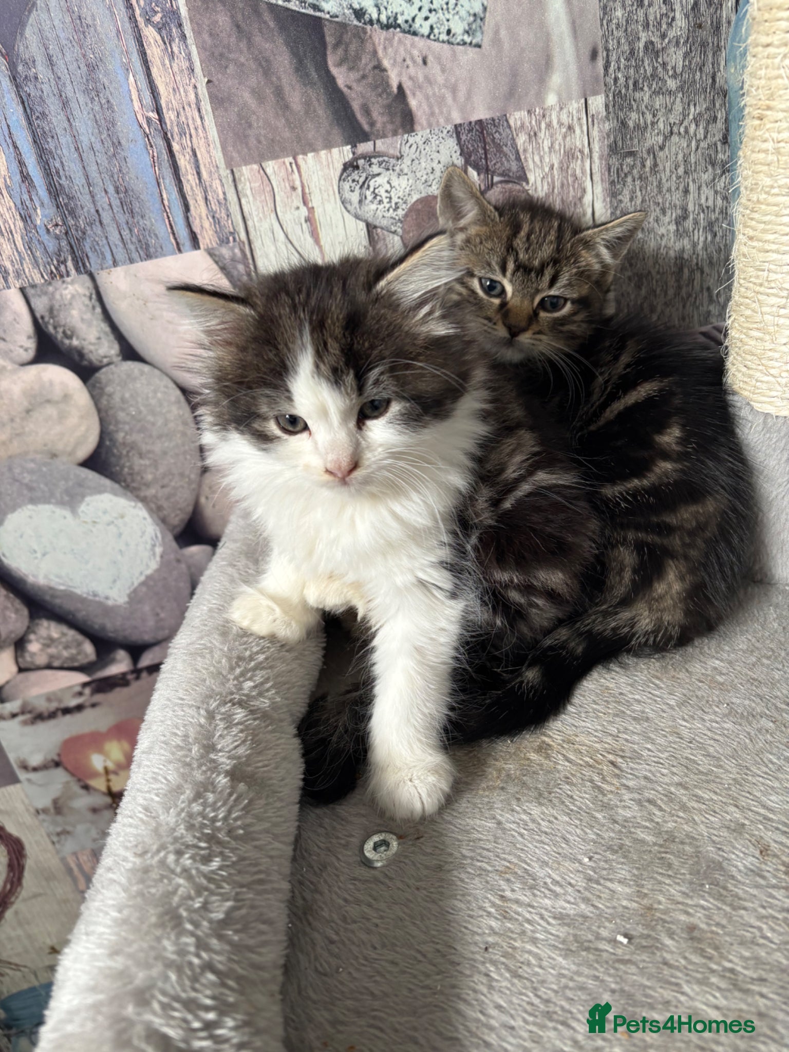 Mixed Breed cats Fluffy chunky kittens  - Advert 3