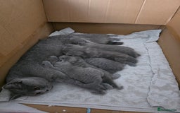 British Shorthair cats for sale: BRITISH SHORTHAIR KITTENS  - Image 26