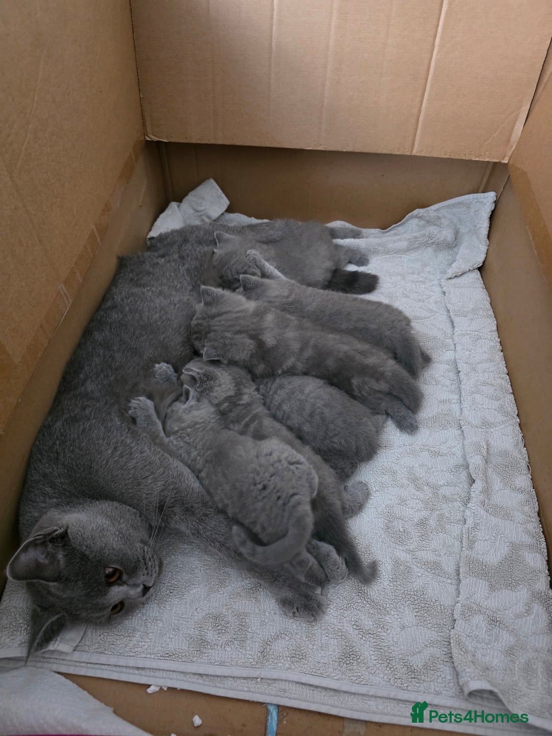 British Shorthair cats for sale: BRITISH SHORTHAIR KITTENS  - Image 26