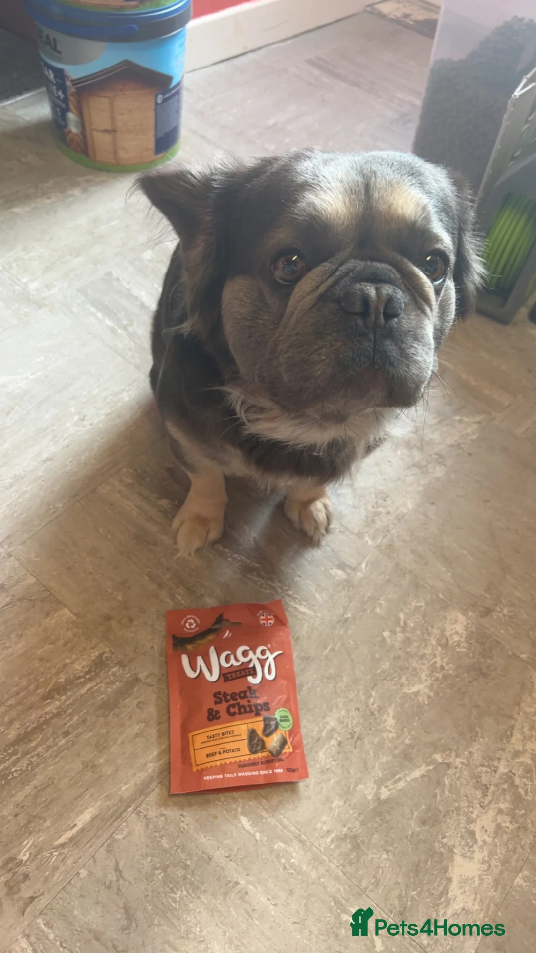 French Bulldog dogs for stud: Fluffy frenchie  - Advert 4