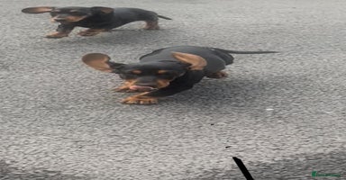 Dachshund dogs - Advert 1