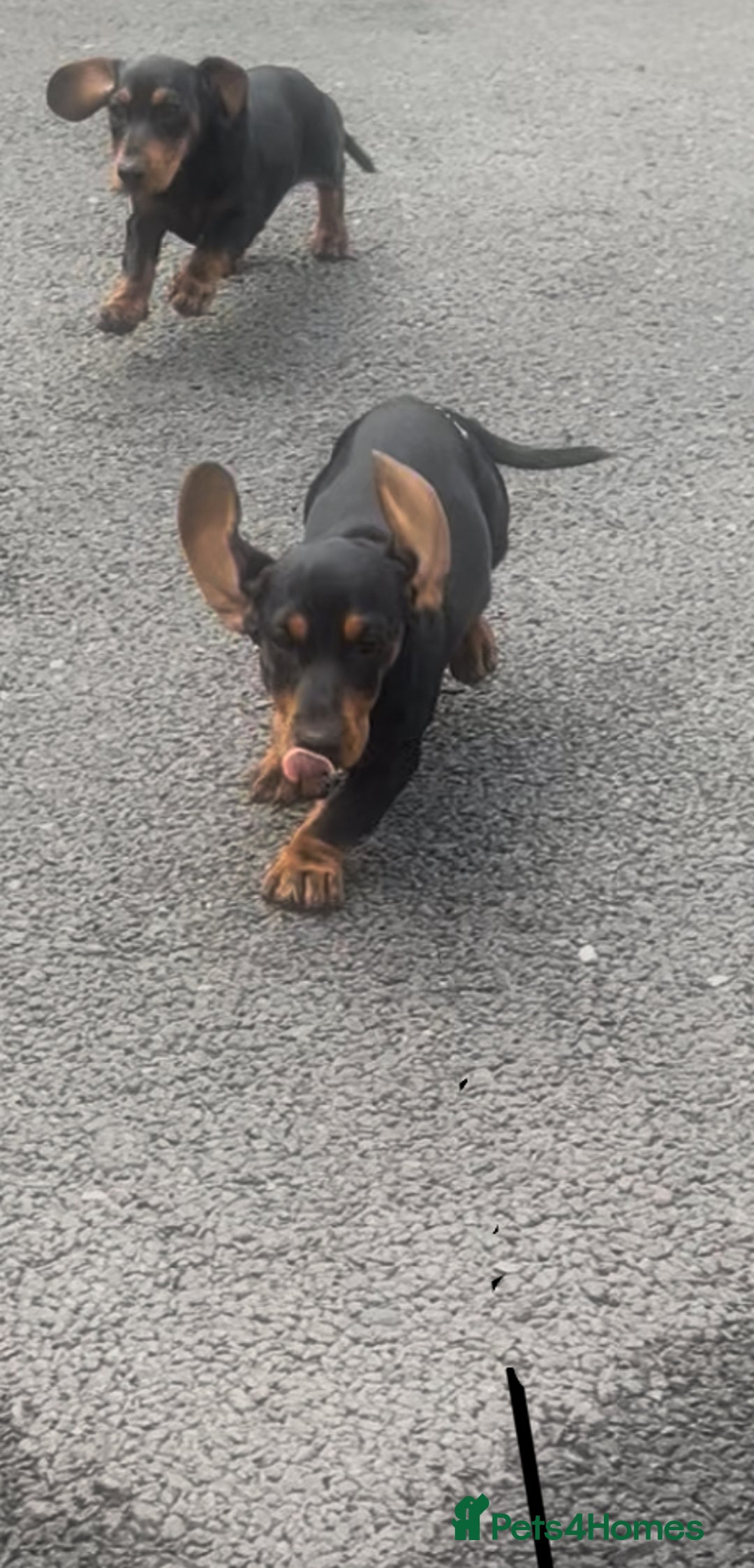 Dachshund dogs for sale: Beautiful Dachshund puppy  - Image 2