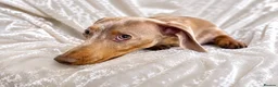 Miniature Dachshund dogs for stud: Isabella & Cream Dapple Miniature Dachshund Stud - Advert 2