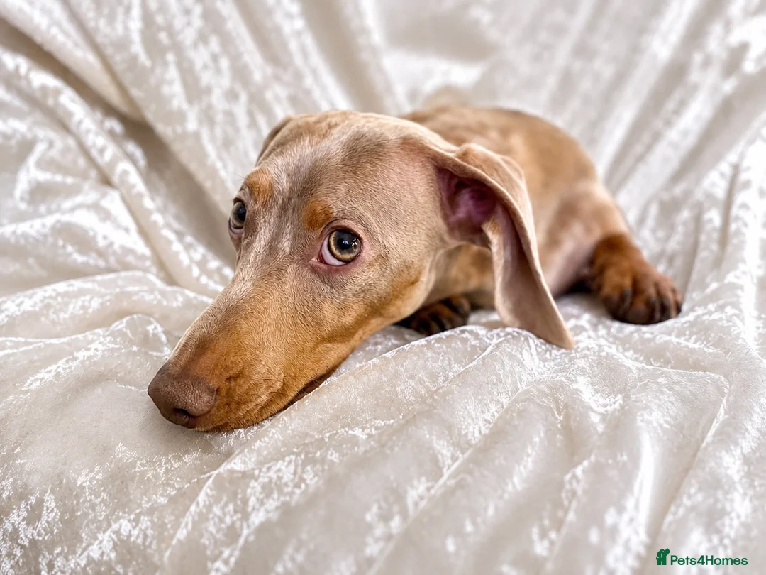 Miniature Dachshund dogs for stud: Isabella & Cream Dapple Miniature Dachshund Stud - Advert 2