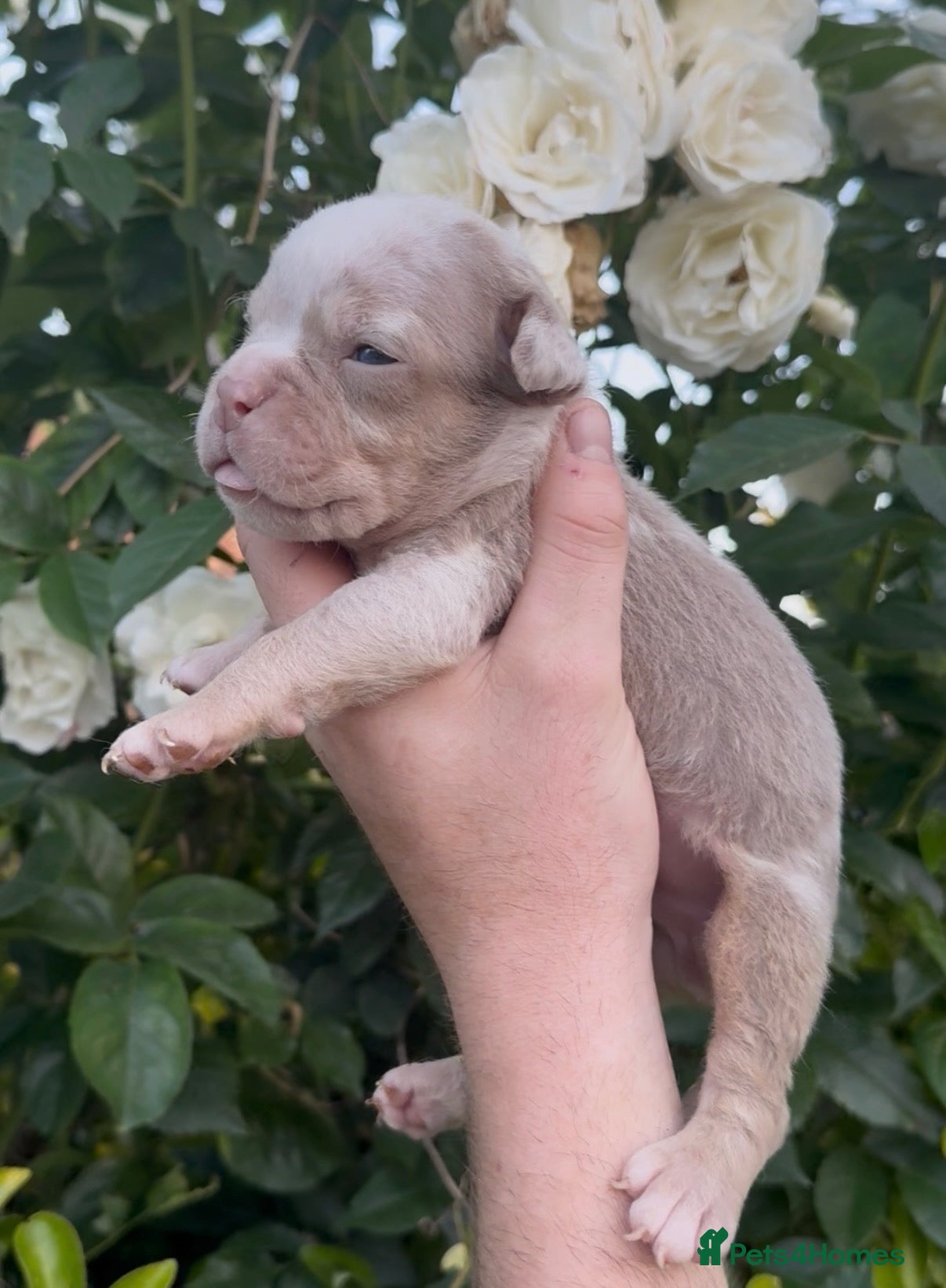 Olde English Bulldogge dogs 7 old tyme bulldog puppies available  - Advert 2