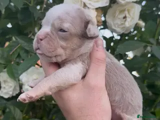 Olde English Bulldogge dogs 7 old tyme bulldog puppies available - Advert 3