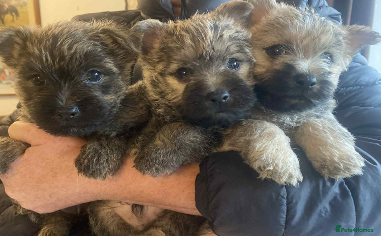 Cairn Terrier dogs - Advert 1