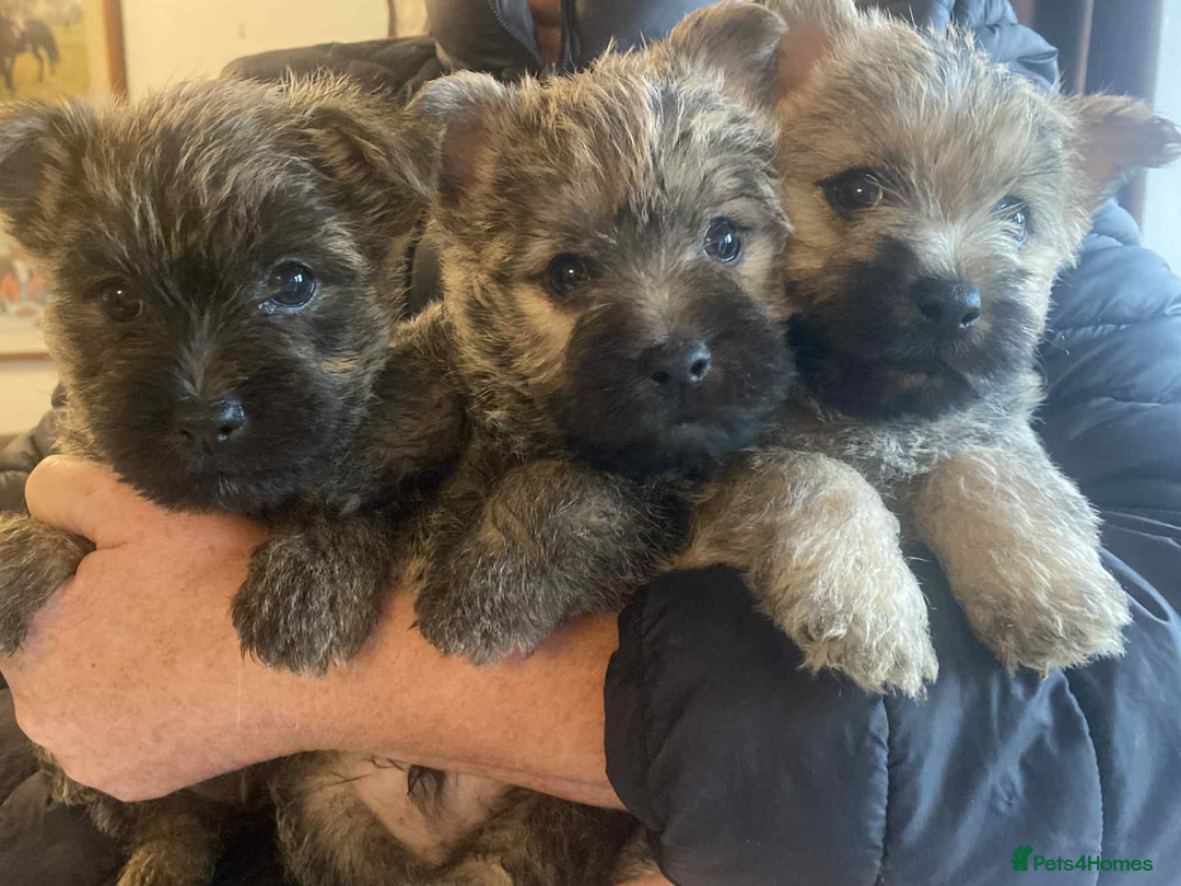 Norwich Terrier Puppies Norfolk Terrier Pets4homes Terrier Yorkie