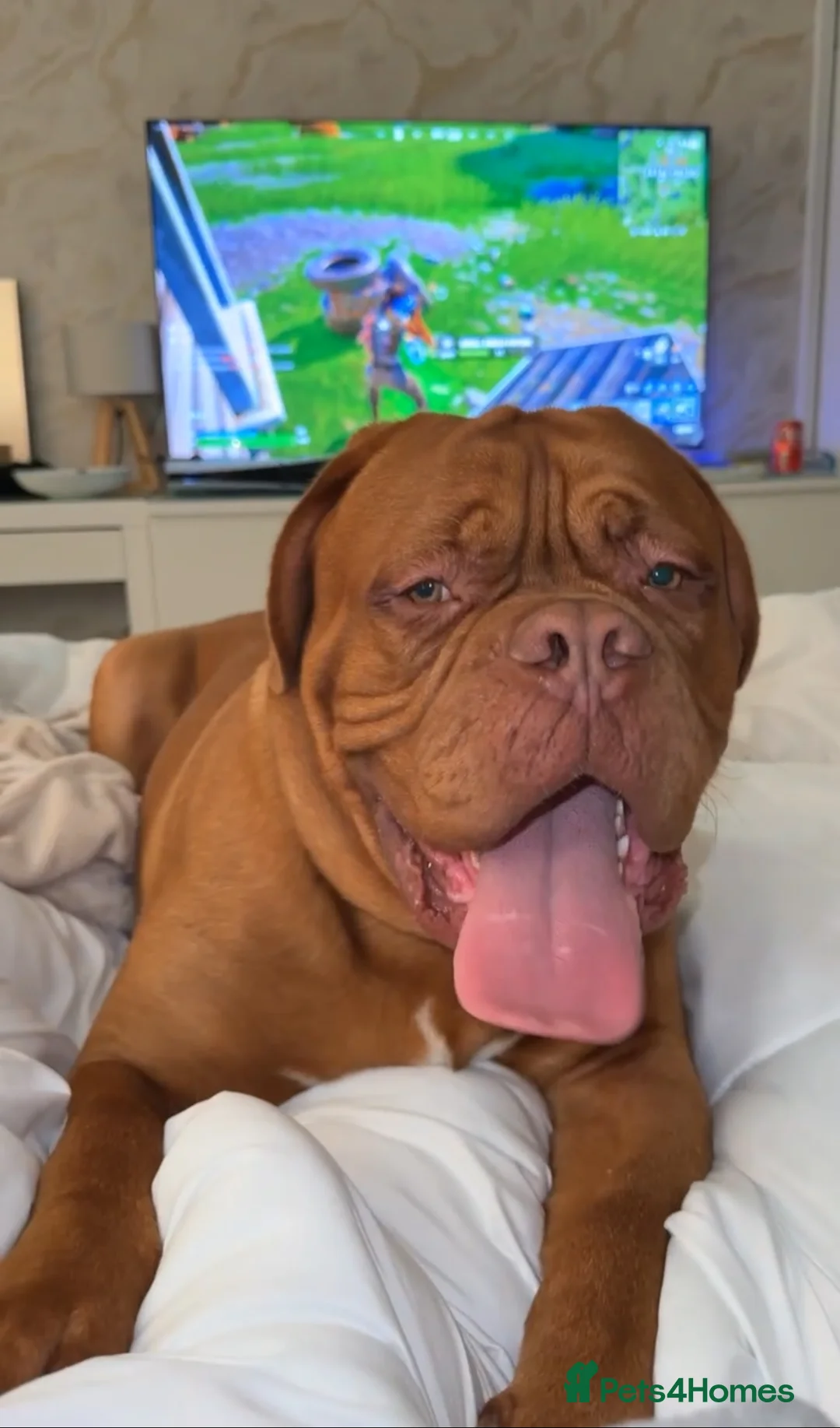 Dogue De Bordeaux dogs for stud: Proven KC Reg Dogue De Bordeaux in Newcastle upon Tyne - Advert 13