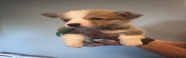 Copper