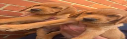 Goldador dogs for sale: Health Tested Goldador Puppies - Advert 5