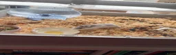 Hamster rodents for sale: 6 month FRIENDLY dwarf hamster - Advert 2