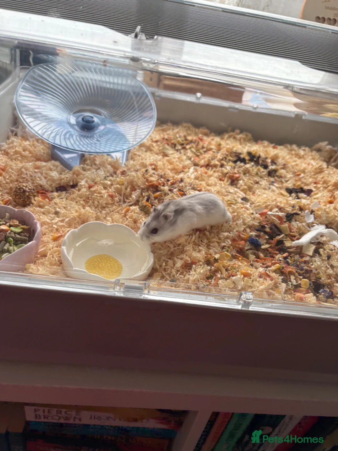 Hamster rodents for sale: 6 month FRIENDLY dwarf hamster - Advert 2