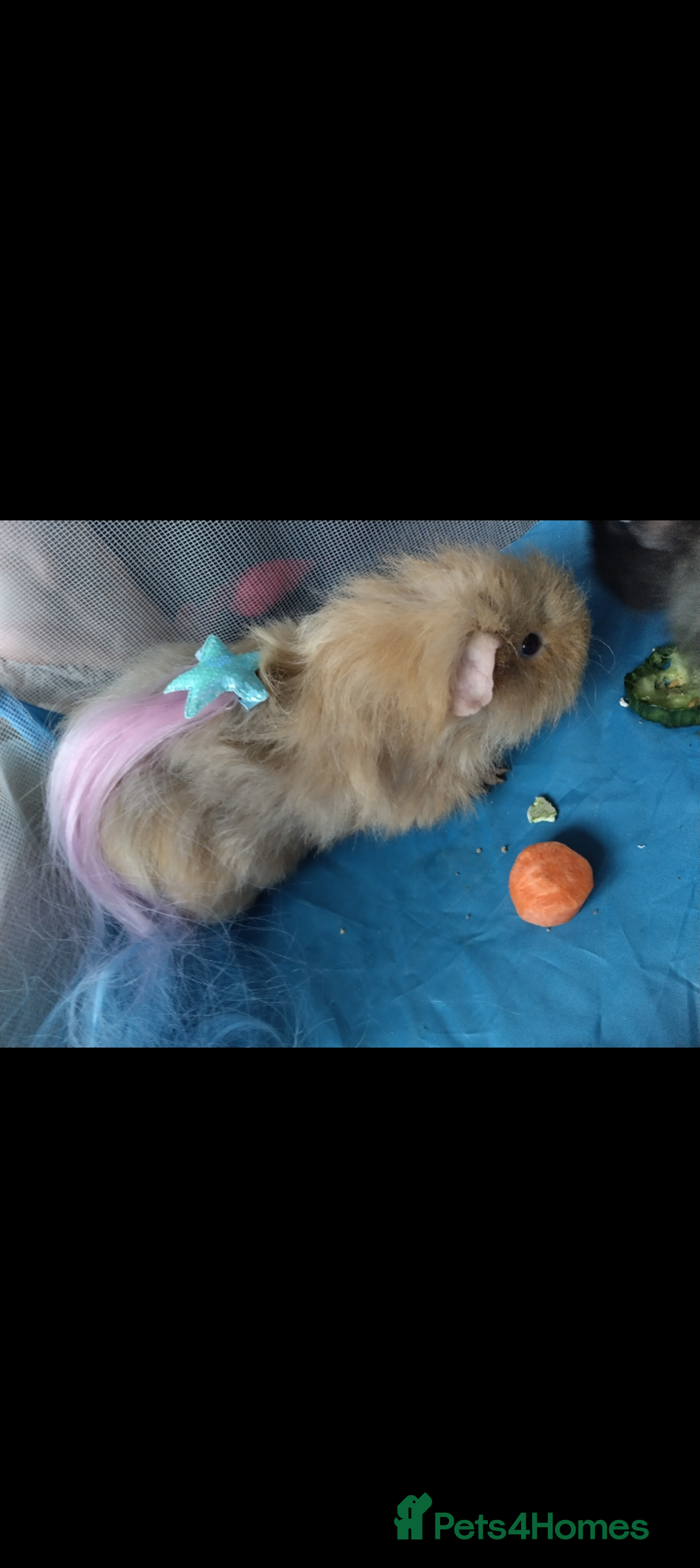 Guinea Pig rodents for sale: Rare Tiny miniature breed male female texel  - Advert 5
