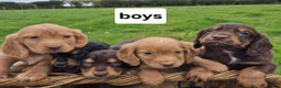 Cocker Spaniel dogs for sale: Kc Cocker spaniel pups - Advert 4
