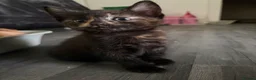 Mixed Breed cats for sale: Adorable little kittens. Mixed breed.  - Advert 22