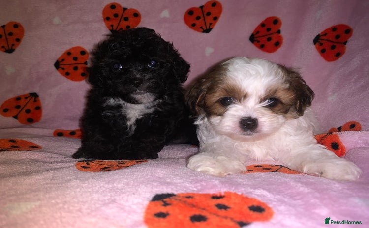 Shihpoo dogs - Advert 1