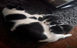 Mixed Breed cats for sale: Kittens for sale  - Image 4