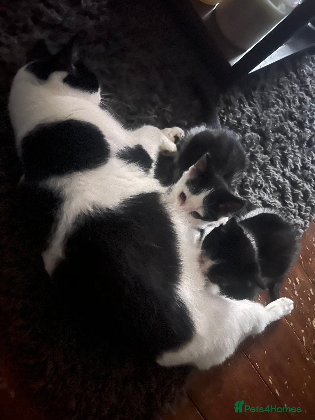 Mixed Breed cats for sale: Kittens for sale  - Image 4