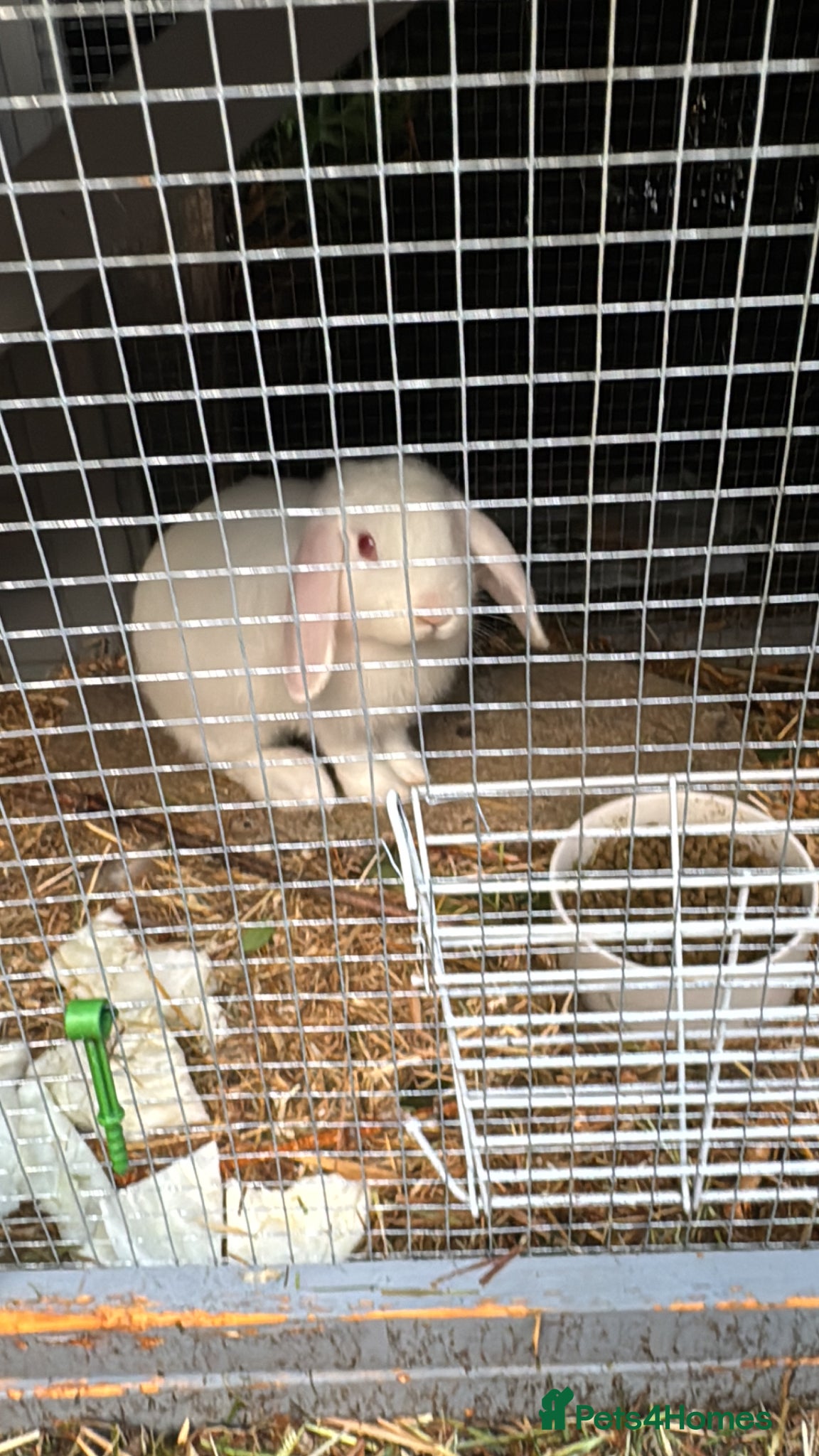 Mixed Breed rabbits Rabbits looking for new home - Advert 1