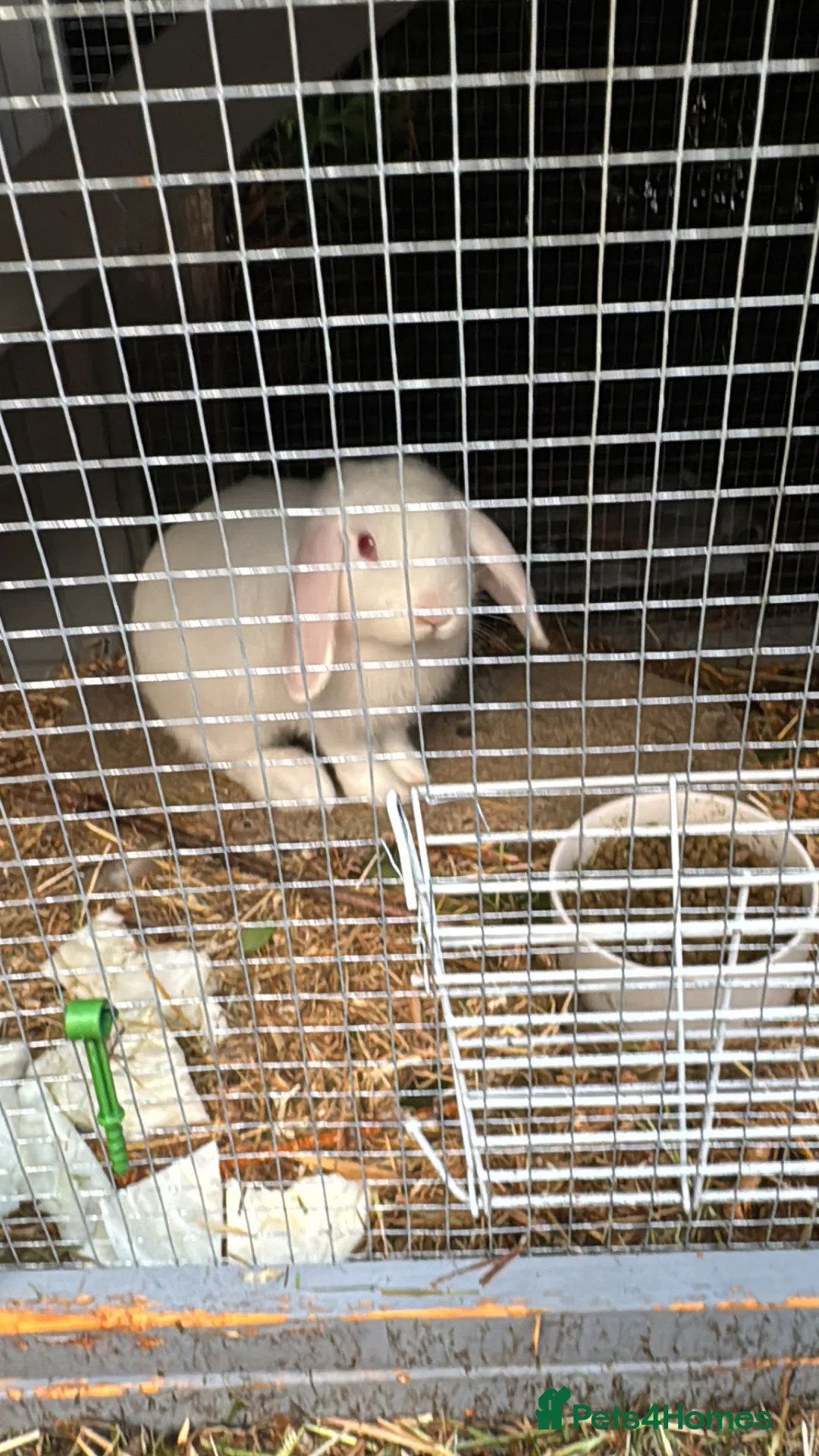 Mixed Breed rabbits for sale: Rabbits looking for new home in Dunstable - Advert 1