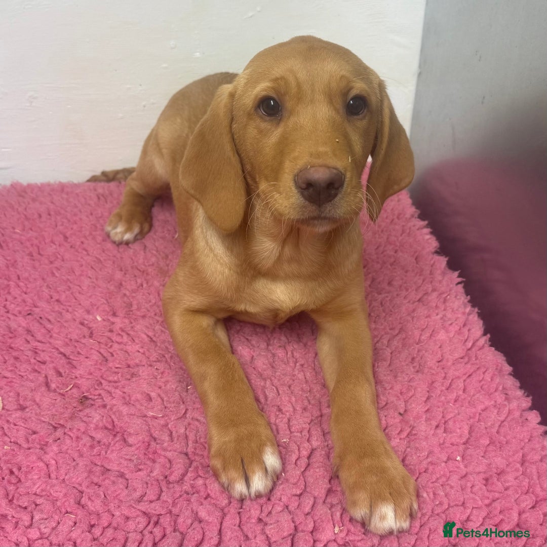 Labrador Retriever dogs for sale: 🧡 Pale Fox Red Yellow Labrador Puppies 💛 - Advert 20