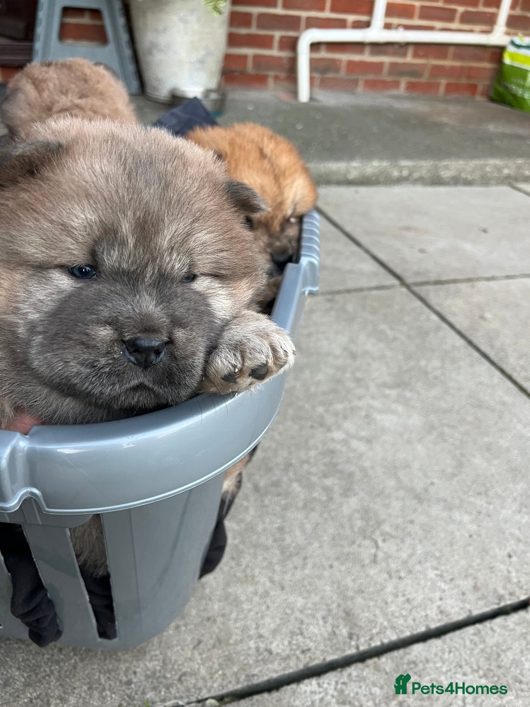 Chow Chow dogs for sale: Gorgeous Chow Chow Puppies Raised in a loving Home - Advert 11