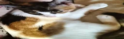 British Shorthair cats for sale: 2 cute kittens  - Advert 2