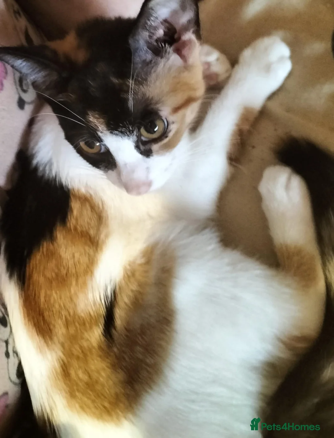 British Shorthair cats for sale: 2 cute kittens  - Advert 2