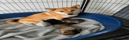 Japanese Shiba Inu dogs for sale: Japan Shiba Inu in Doncaster - Advert 14