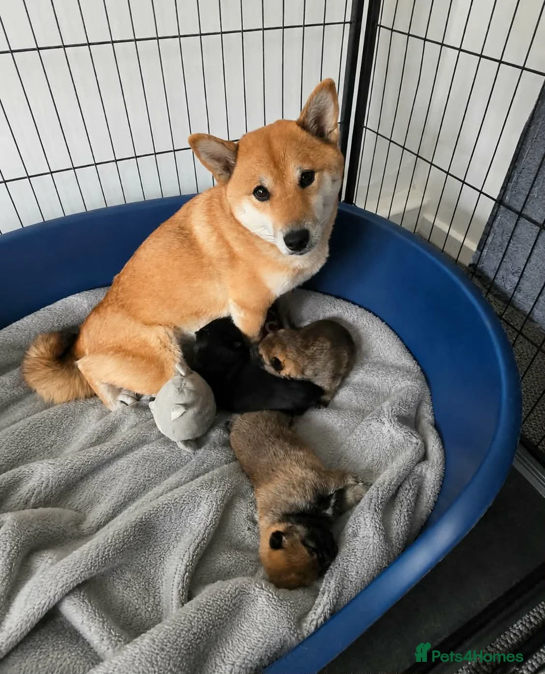 Japanese Shiba Inu dogs for sale: Japan Shiba Inu in Doncaster - Advert 14