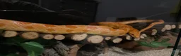 Corn Snake reptiles for sale: Terry the Cornsnake - Advert 6