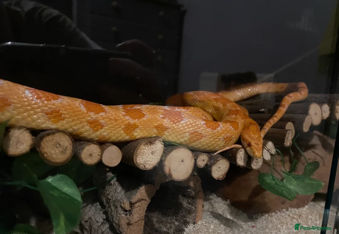 Corn Snake reptiles for sale: Terry the Cornsnake - Advert 6