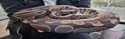 Python Snake reptiles for sale: Various female ball pythons  in Buxton - Advert 4