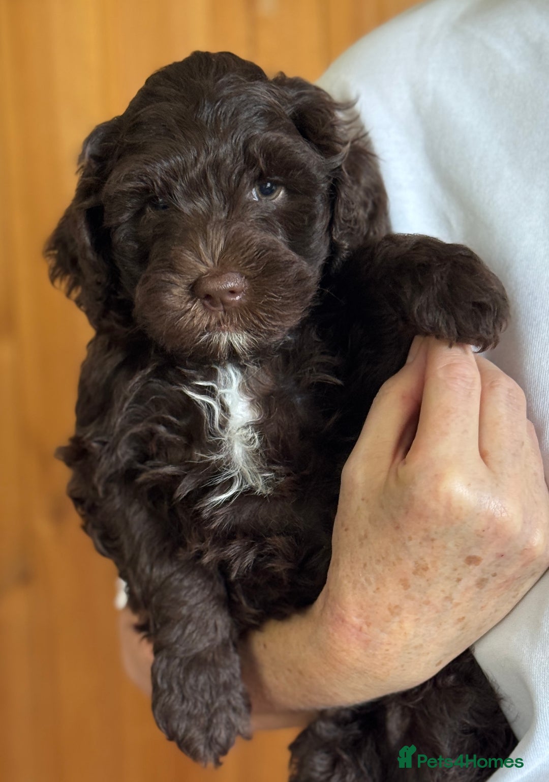 Schnoodle dogs for sale: F1 mega coated mini cross Schnoodles - Image 33